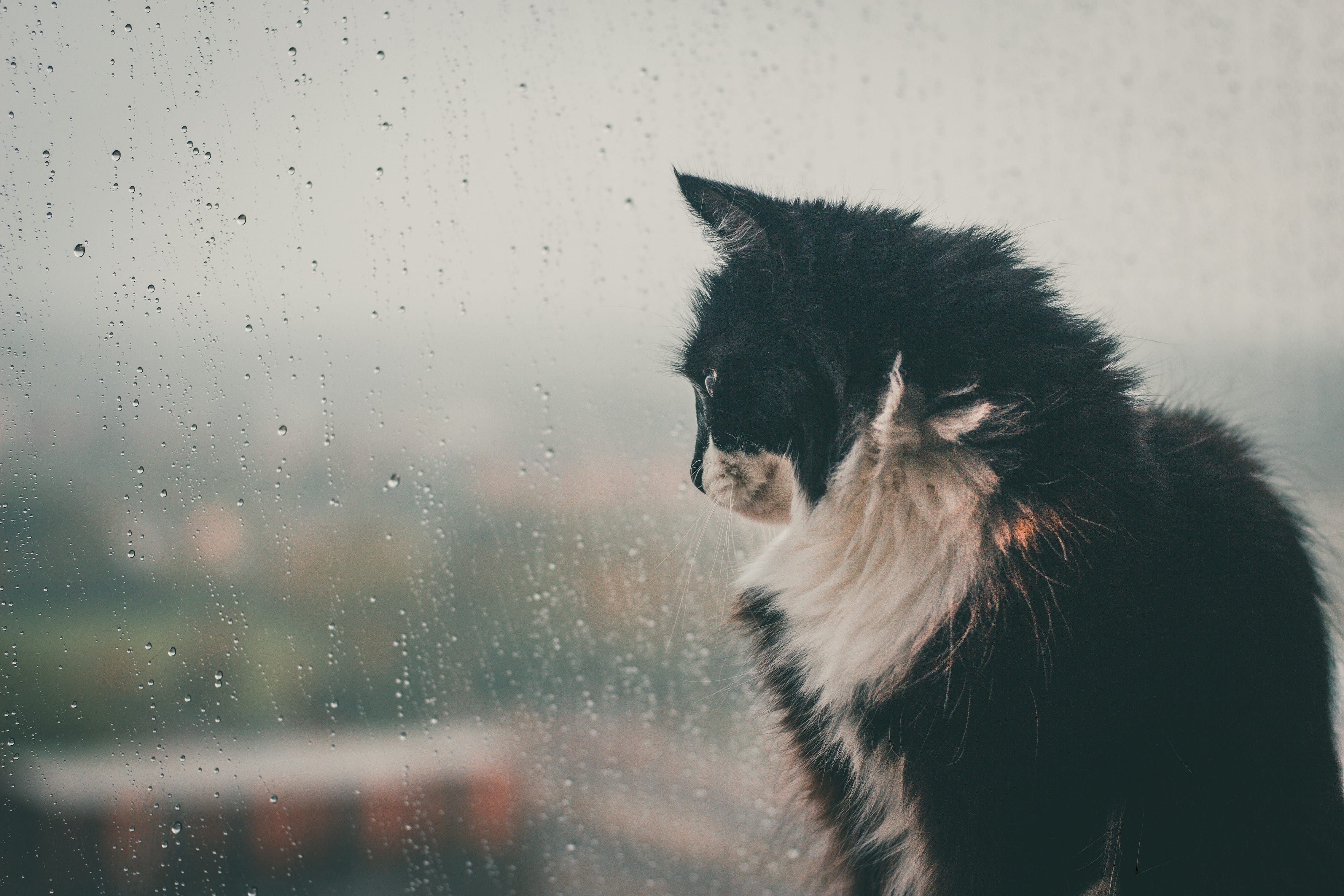 50
          Wörter für Regen